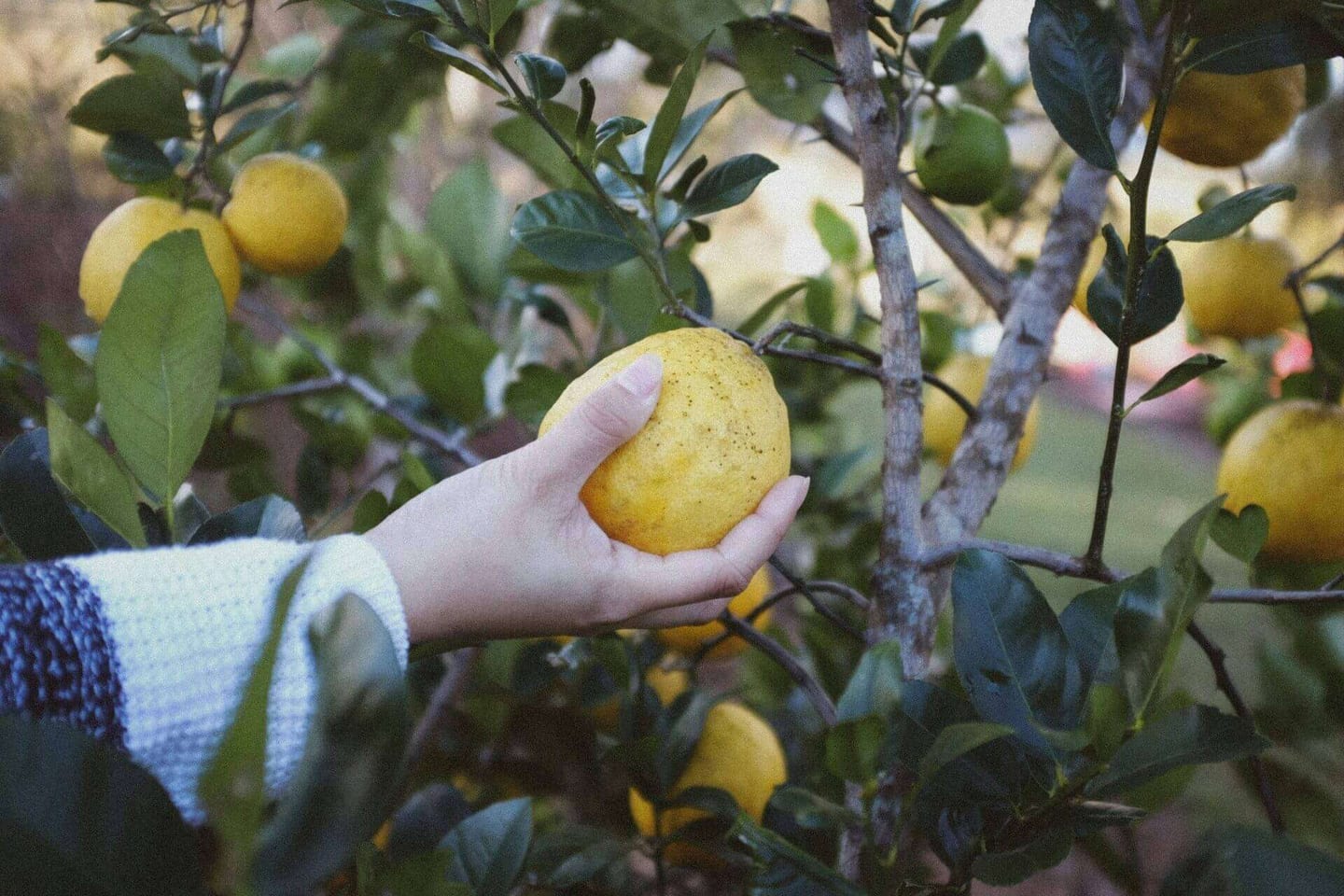 baking soda and lemon juice cleaner