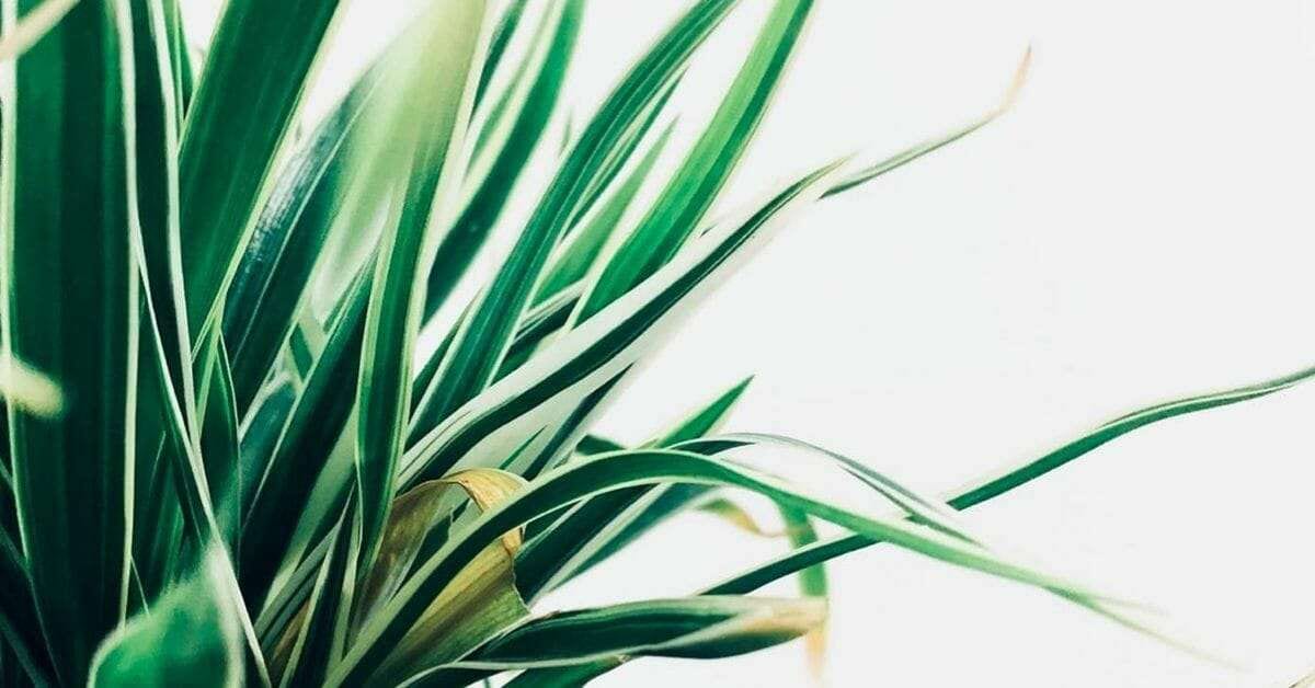 Did you know that grime gives plants grief, too?⁠