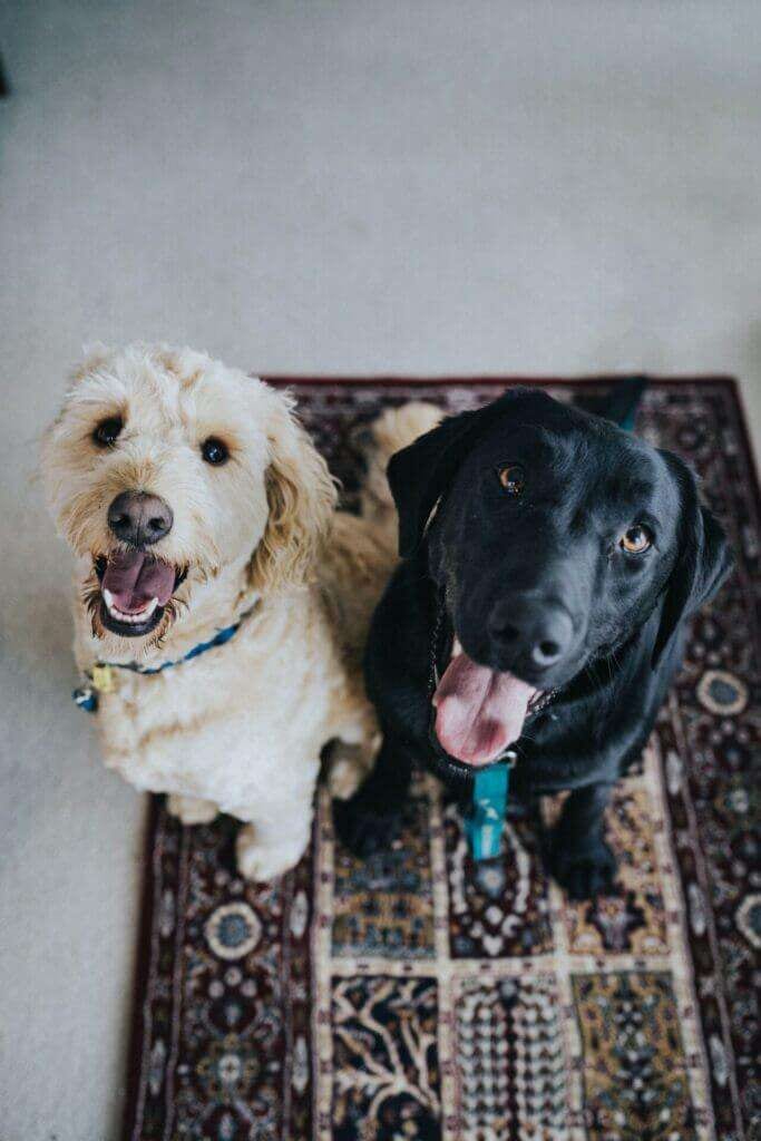 Dogs on a carpet after people learn how to fix matted carpets