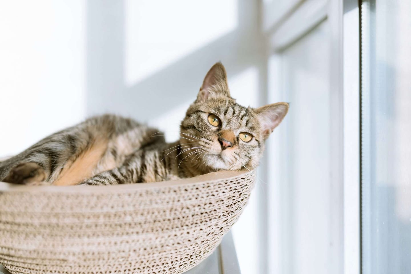 cleaning with pets
