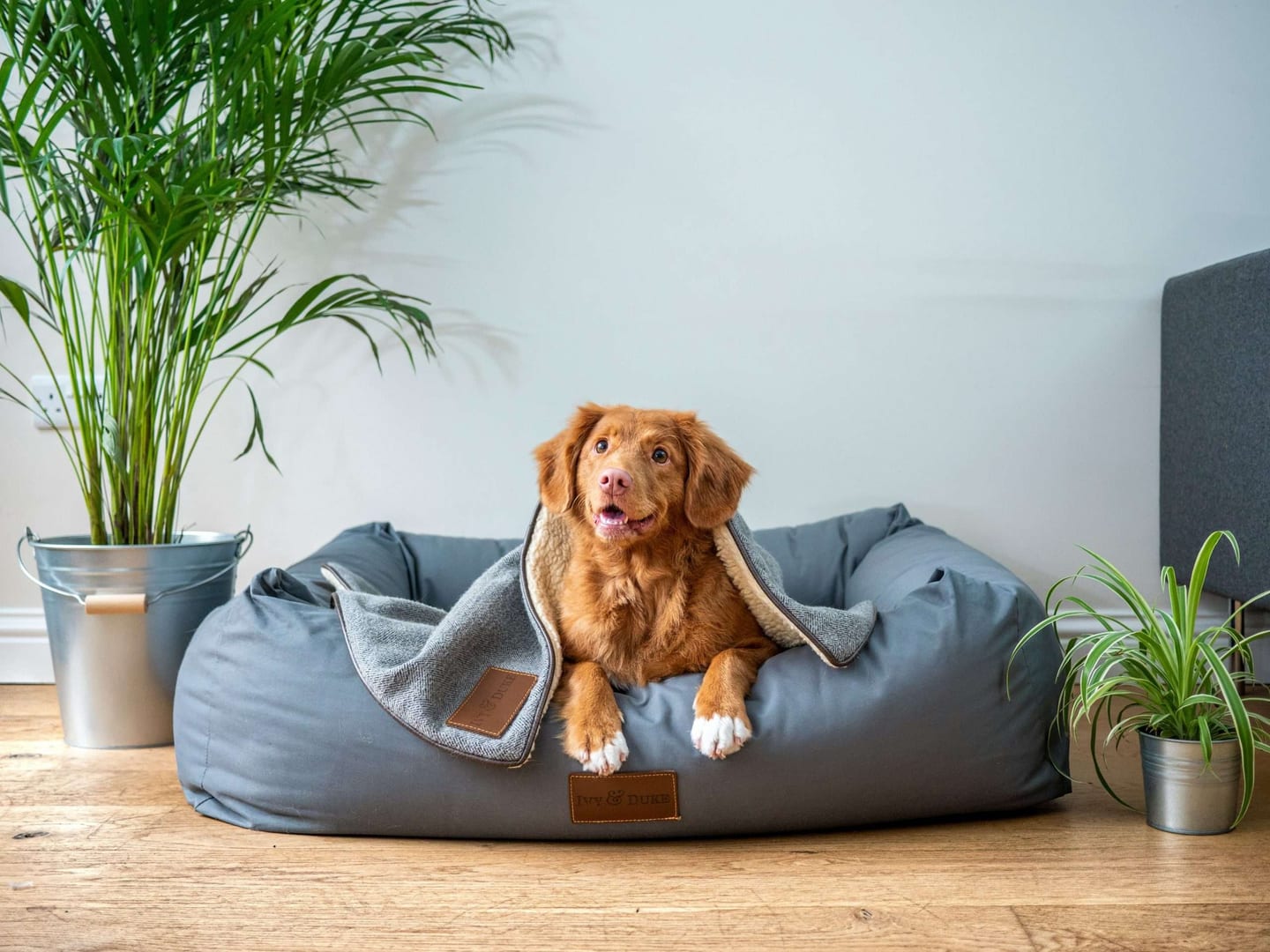 cleaning with pets