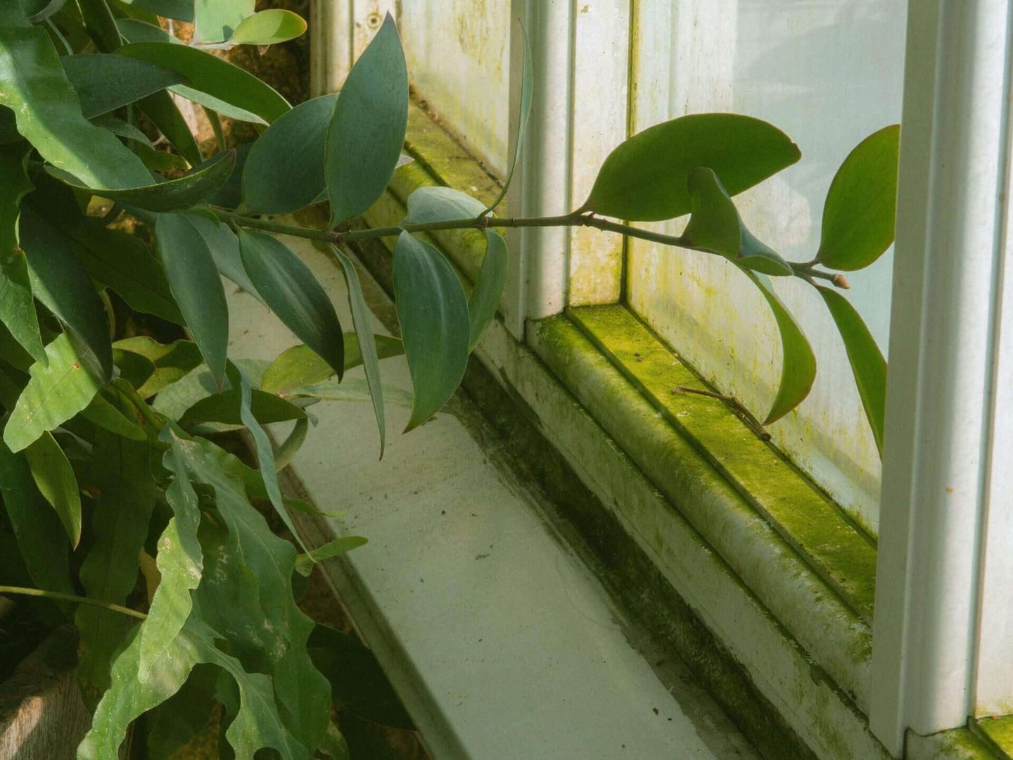 how to get mold out of window seals