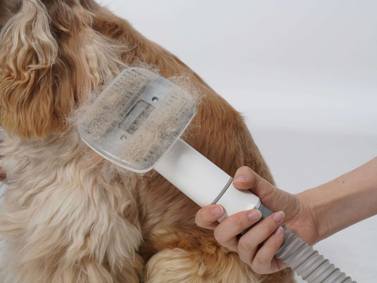 cleaning with pets