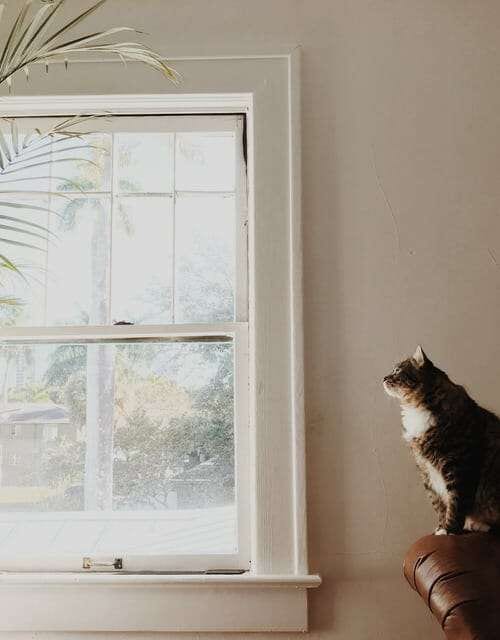 HOW TO CLEAN YOUR WINDOWS? A Step By Step Guide!