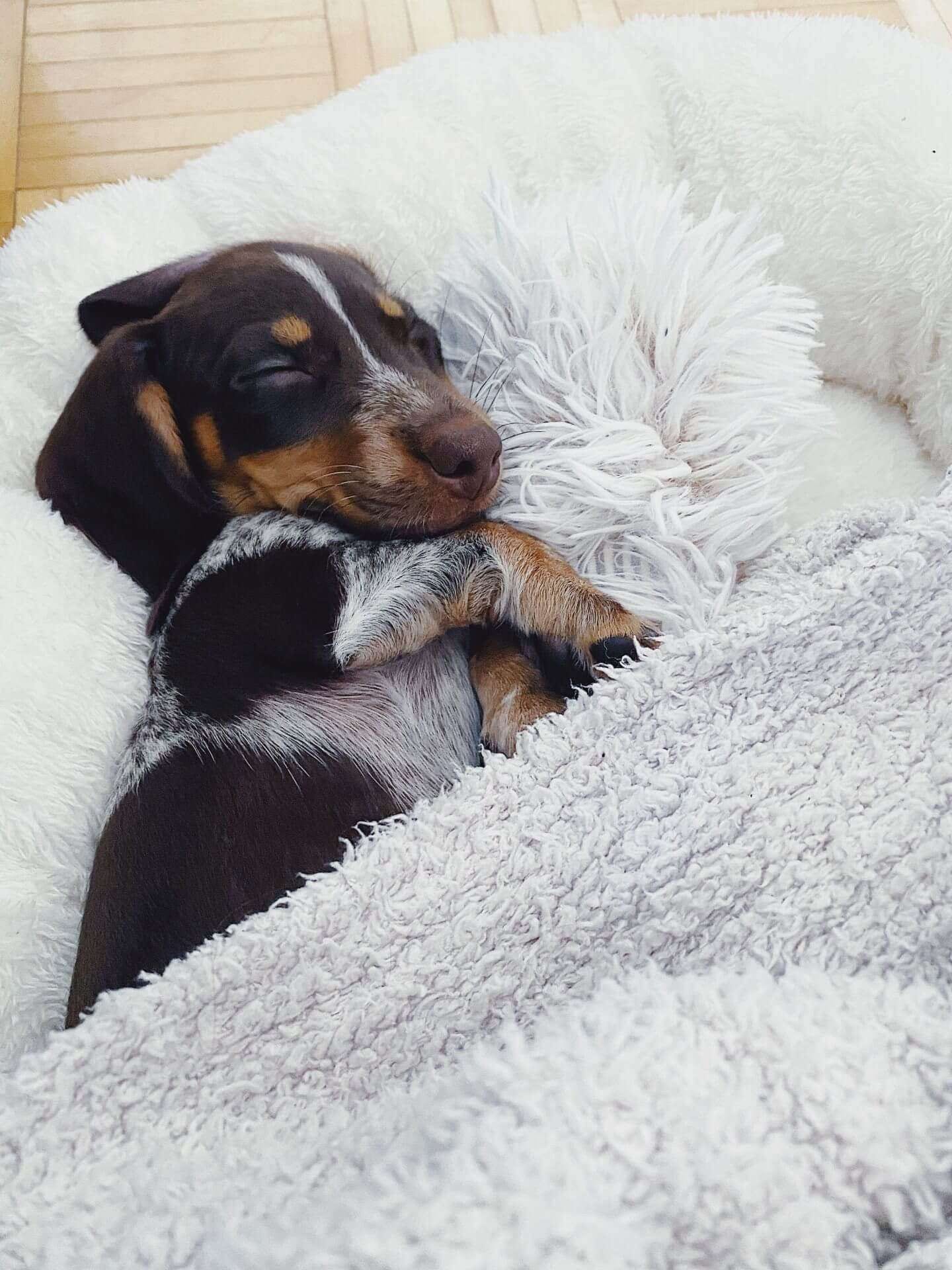 Washing dog bedding is beneficial for your dog's and your family's overall health