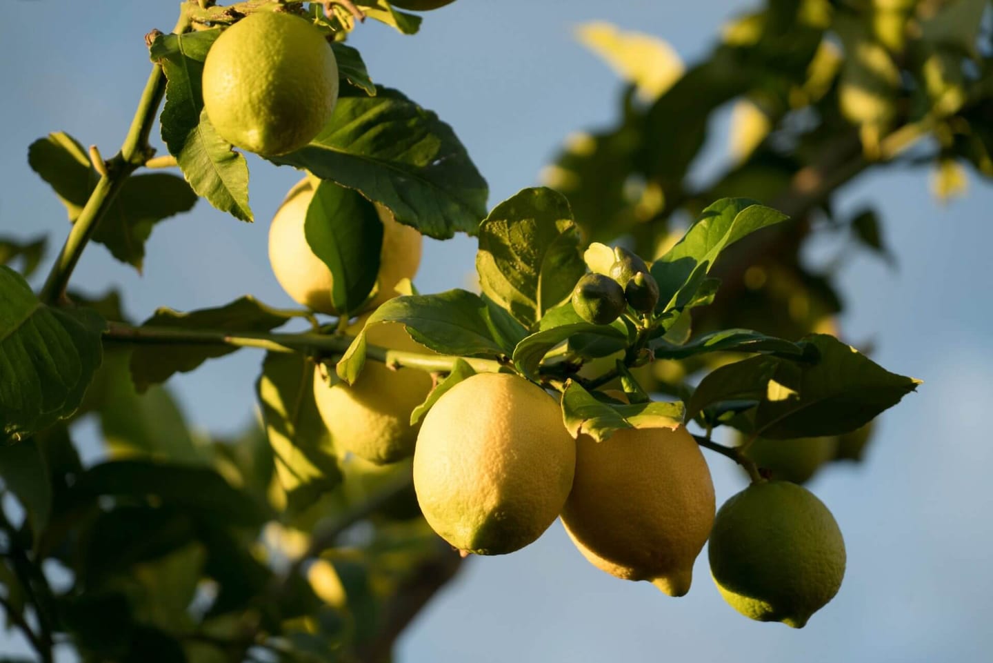 cleaning with lemon and vinegar
